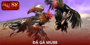 Đá Gà MU88